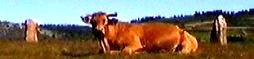 vache placide